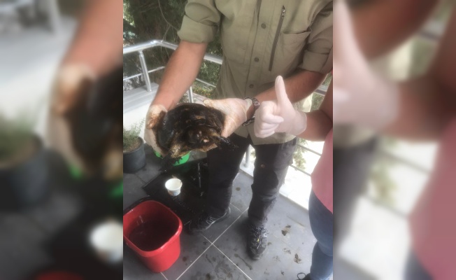 Zifte bulanan kaplumbağa kurtarıldı