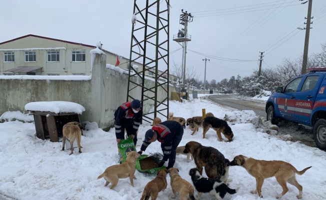 Sakarya'da kolluk kuvvetleri, soğuk havada sokak hayvanlarını unutmadı