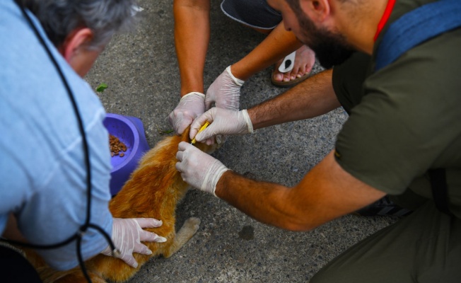 Çayırova’da sokak hayvanlarına aşı