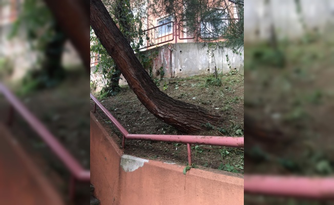 İzmit Belediyesi tehlike arz eden ağaca müdahale etti