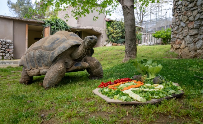 Faruk Yalçın Hayvanat Bahçesi’nden Dünya Kaplumbağa Günü’ne özel tasarım atölyesi