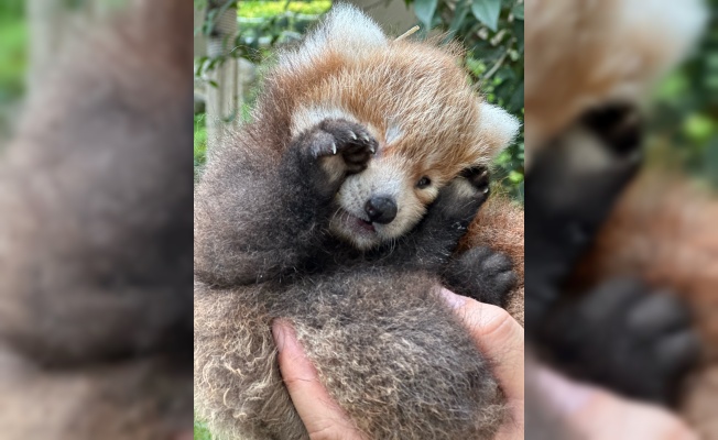 Kızıl panda çiftinin yavruları dünyaya geldi