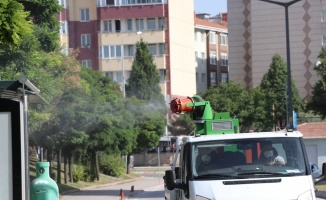 Edirne'deki popülasyonu artan dantel böceğiyle mücadele