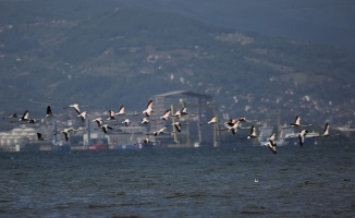 Flamingolar, İzmit Körfezi'nin misafiri oldu