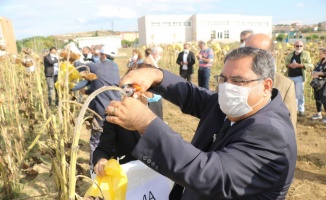 Gebze Teknik Üniversitesinin sürdürülebilir tarım çalışmasında ayçiçeği hasadı yapıldı