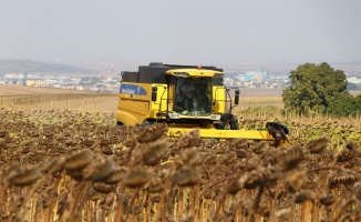 Tekirdağ'da yerli ayçiçeği tohumu geliştirilmesi projesi kapsamında yetiştirilen ürünler hasat edildi