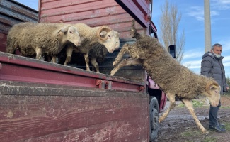 Kırklareli'deki taşkında koyunları telef olan besiciye devletten yardım eli
