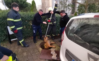 Rögara düşen köpeği itfaiye kurtardı