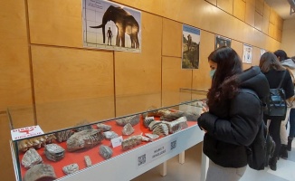 Tekirdağ'da 28 bin yıllık mamut kalıntıları sergileniyor