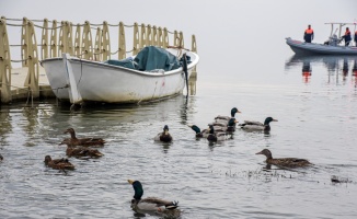 Bakan Pakdemirli, 50 yaban ördeğini Uluabat Gölü'ne saldı