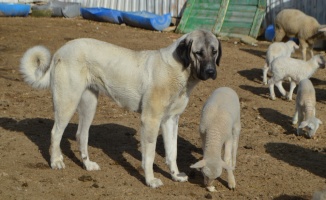 Kırklareli'nde kangal köpeğinin kuzulara şefkati kameraya yansıdı