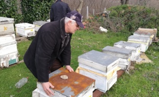 Sakarya'da yüzlerce arı nosema hastalığı nedeniyle telef oldu
