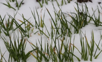 Trakya'da kar yağışı ile buğdayın gelişim hızı normal seviyelere geriledi