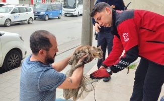 Gebze'de kedi kurtarma operasyonu