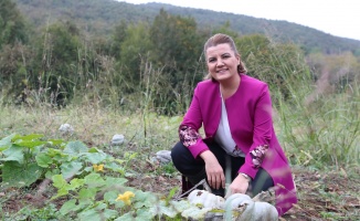 İzmit Belediyesi, bal kabaklarının   hasadını gerçekleştirdi