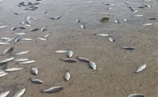 Gölete geri dönemeyen balıklar öldü!