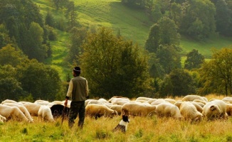 15 bin lira maaşla çoban aranıyor
