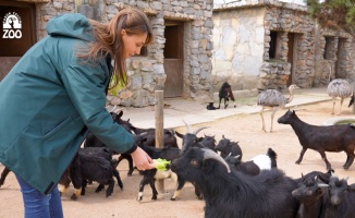 Faruk Yalçın Hayvanat Bahçesi’nden keçi besleme etkinliği