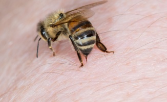 Arı sokmasında hayat kurtarıyor