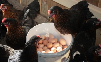 Organik tavuk, organik yumurta!