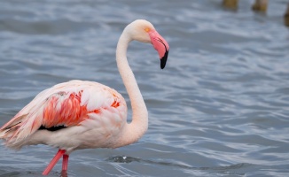 İzmit Körfezi’nde 351 flamingo 