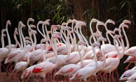 Dünya Flamingo Günü