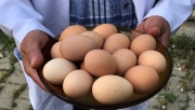 Büyükşehir’den % 50 hibeli yumurta tavuğu desteği
